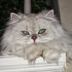 Meet your Posher, Julienne